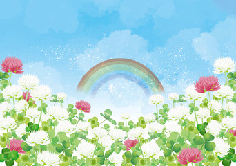 Fototapeta premium シロツメクサ：シロツメクサ 春 春の花 草原 自然 花 4月 群生 晴天 青空 満開