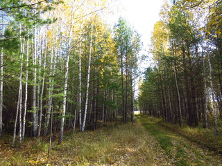 Obraz premium autumn forest