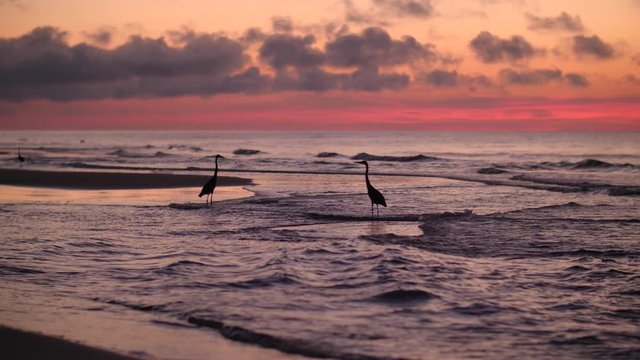 Two Blue Heron Crane birds stand in the warm ocean water as the glowing red sunrise provides a poetic backdrop to the magical ocean scene in Gulf Shores Alabama, a popular tourist destination.  
