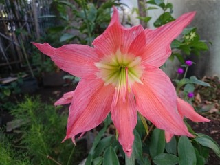 red flower in the garden