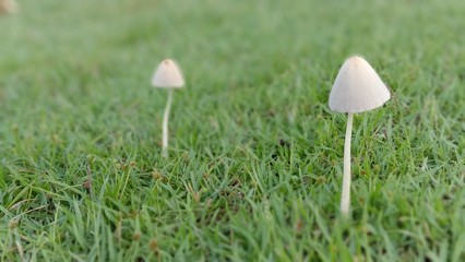 mushroom in grass