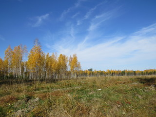 Fototapeta premium autumn forest