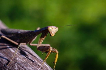 Portrait of brown mantis on the branch , Kagawa, Shikoku, Japan
