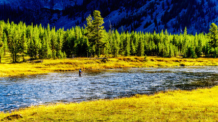 Pêche à la mouche dans la rivière Madison qui traverse la partie la plus à l& 39 ouest du parc national de Yellowstone le long de la route 191 dans le Wyoming, États-Unis d& 39 Amérique