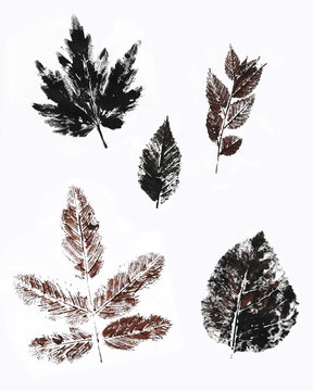 leaf prints of various grass trees and bushes with acrylic paint on a white background, brown black prints
