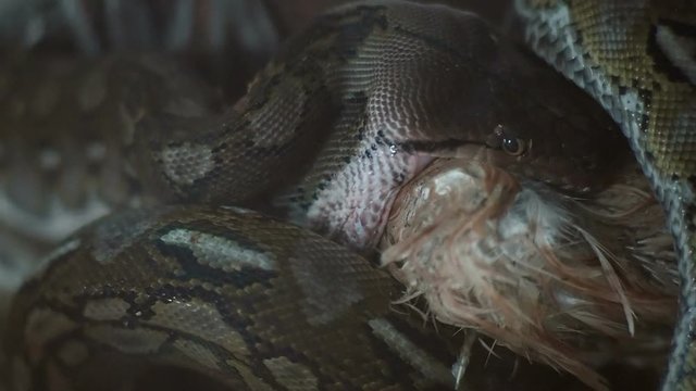 Python eating whole bird close-up