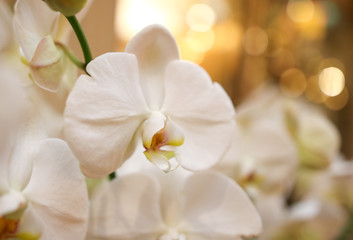 Naklejka na ściany i meble Beautiful white flowers in the shop