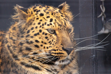 Obraz premium Portrait of a leopard in a zoo