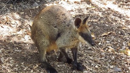 wallaby