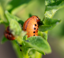 Colorado potato beetle in the garden