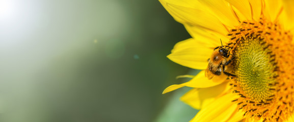Banner. Bumblebee. One large bumblebee sits on a yellow sunflower flower on a Sunny bright day. Macro horizontal photography