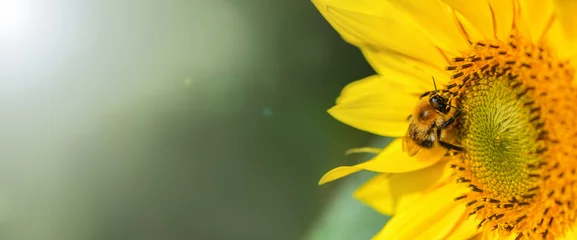 Rolgordijnen Banier. Hommel. Een grote hommel zit op een gele zonnebloembloem op een zonnige heldere dag. Macro horizontale fotografie © borislav15