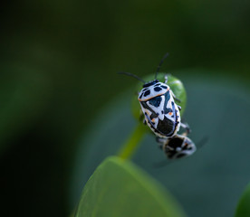 Black and white insect