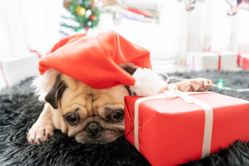 Happy New Year 2020, Merry Christmas, holidays and celebration, Puppy pets bored sleeping rest in room with Christmas tree. Pug dog in Santa Claus costume hat with gift box and sock in background.