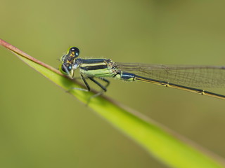 Close-up a green Narrow-winged Damselfy Odonata (Coenagrionidae) perching on green blade leaf with...