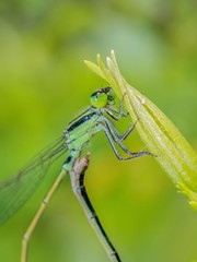 Close-up Two Narrow-winged Damselflies Odonata (Coenagrionidae) mating on green blade leaf with green nature blurred background.