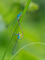 Close-up Two Narrow-winged Damselflies Odonata (Coenagrionidae) mating on green blade leaf with green nature blurred background.