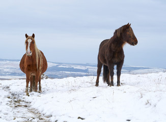 Wild Welsh Mountain Ponies in the Snow