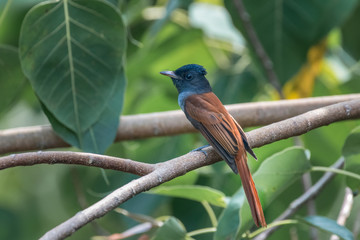Blyth's paradise flycatcher (Terpsiphone affinis) on branch