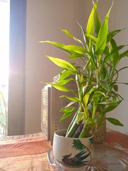 plant in living room