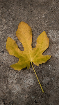 fig leaves falling on the cement floor