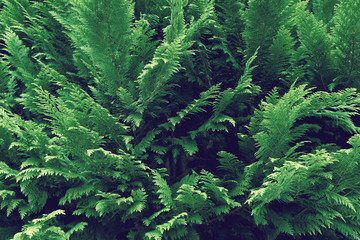   green arborvitae, natural background, selective focus.