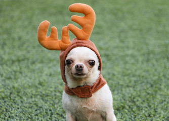 Portrait of white short haier chihuahua dog wearing reindeer horn hat sitting on the green grass