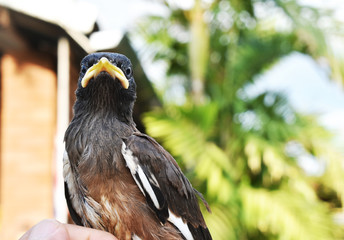 Close-up of a cute myna bird, brown-black-white, with a yellow mouth in a hand on a blurred background.
