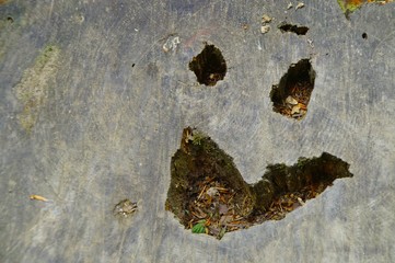 Cross section of tree trunk showing a face. Smooth cross section of brown tree stump with cracks and age rings. Shows wood grain and texture.