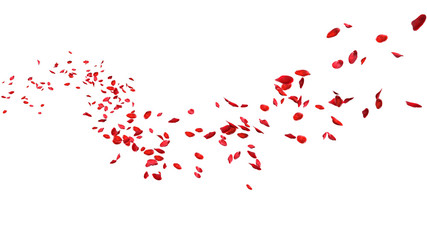 Red rose petals floating in curve flow path on a white background - obrazy, fototapety, plakaty
