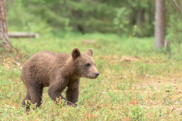 Young Brown bear (Ursus arctos) walking in the summer forest