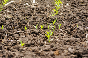 Plogged agricultural field