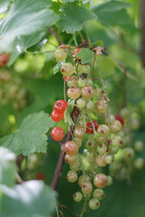 ripening red currant berries closeup