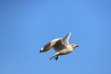 Beautiful seagull flying in the sky.