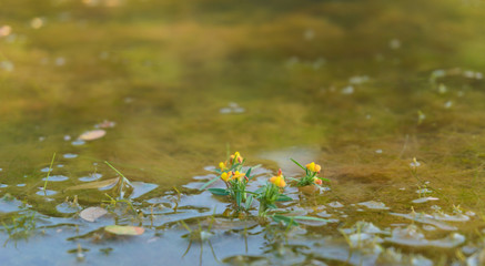 water lily in pond