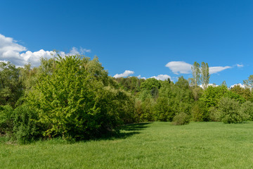 Fototapeta na wymiar Landscape green trees, grass and blue sky