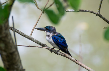 Kingfisher Stand on a branch