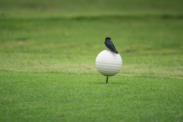 kingfisher is standing on golf course marker with green background
