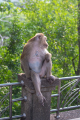 Red ass jungle monkey is standing on a leak