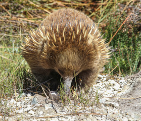 Short-beaked Echidna (Tachyglossus aculeatus) in the wild
