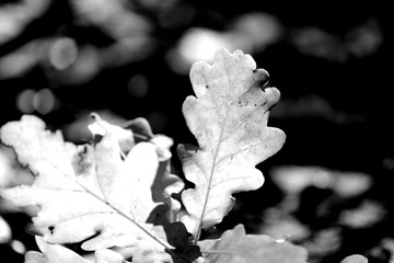 Oak leaves on the ground of an autumn park close up. Black and white