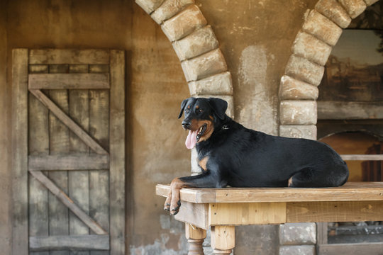 a large black dog of the breed Beauceron (French Shepherd) lies on the background of an old interior