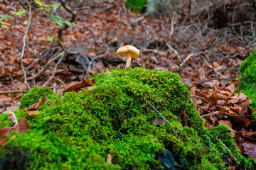 The mushrooms in the Black Forest / Schwarzwald, Germany