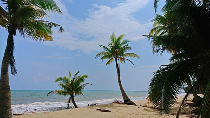 coconut trees on the beach on relax sky and sea day 