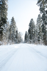Obraz premium forêt avec neige en hiver jura poligny arbois
