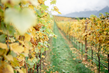 Naklejka premium Weingarten