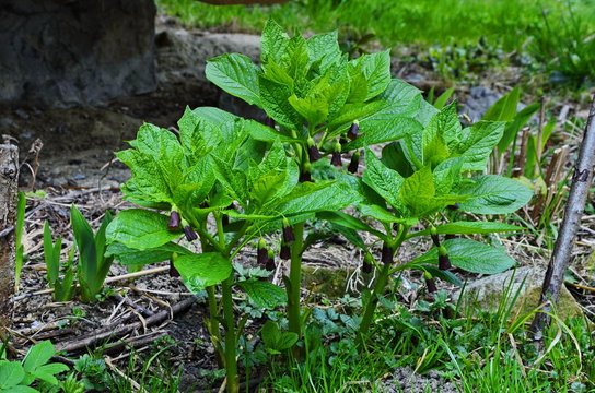 Henbane bell, Scopolia carniolica