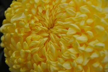 Yellow chryanthemum floral head