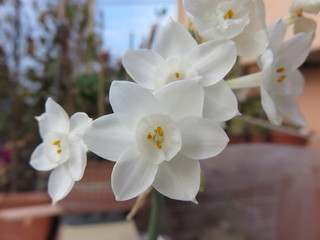 Fiore da giardino