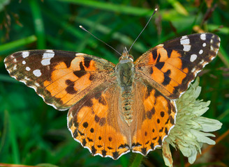 butterfly